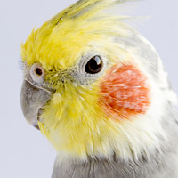 article list for birds