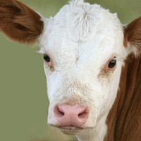 article list for ruminants