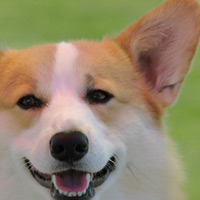 article list for dogs