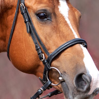 article list for horses