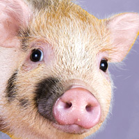 article list for pigss