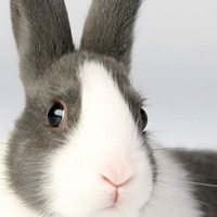 article list for small mammals