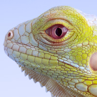 article list for reptiles