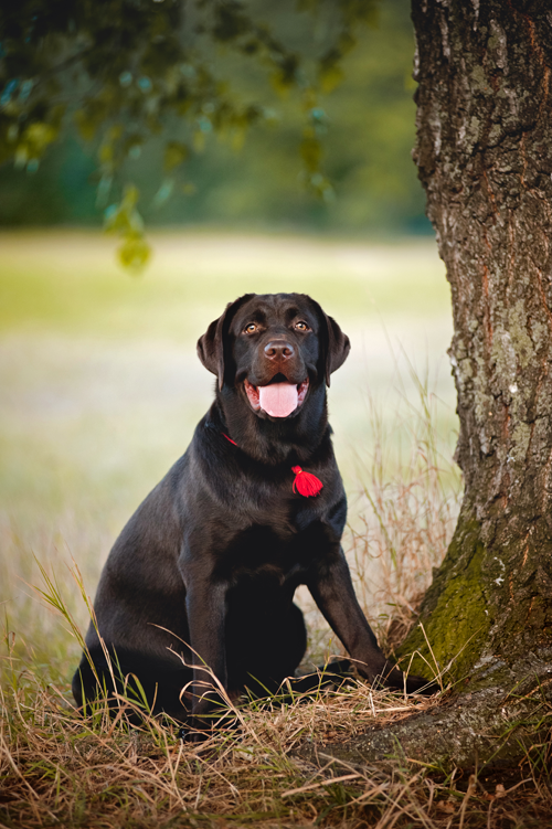 Black dog in field