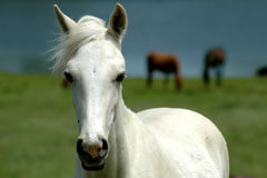 White horse in field