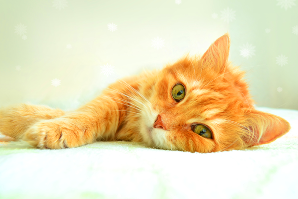 Orange kitten laying down
