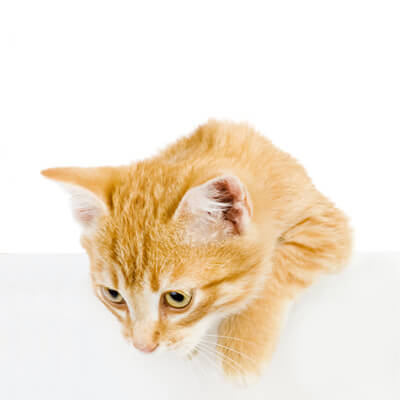 Orange kitten Orange kitten