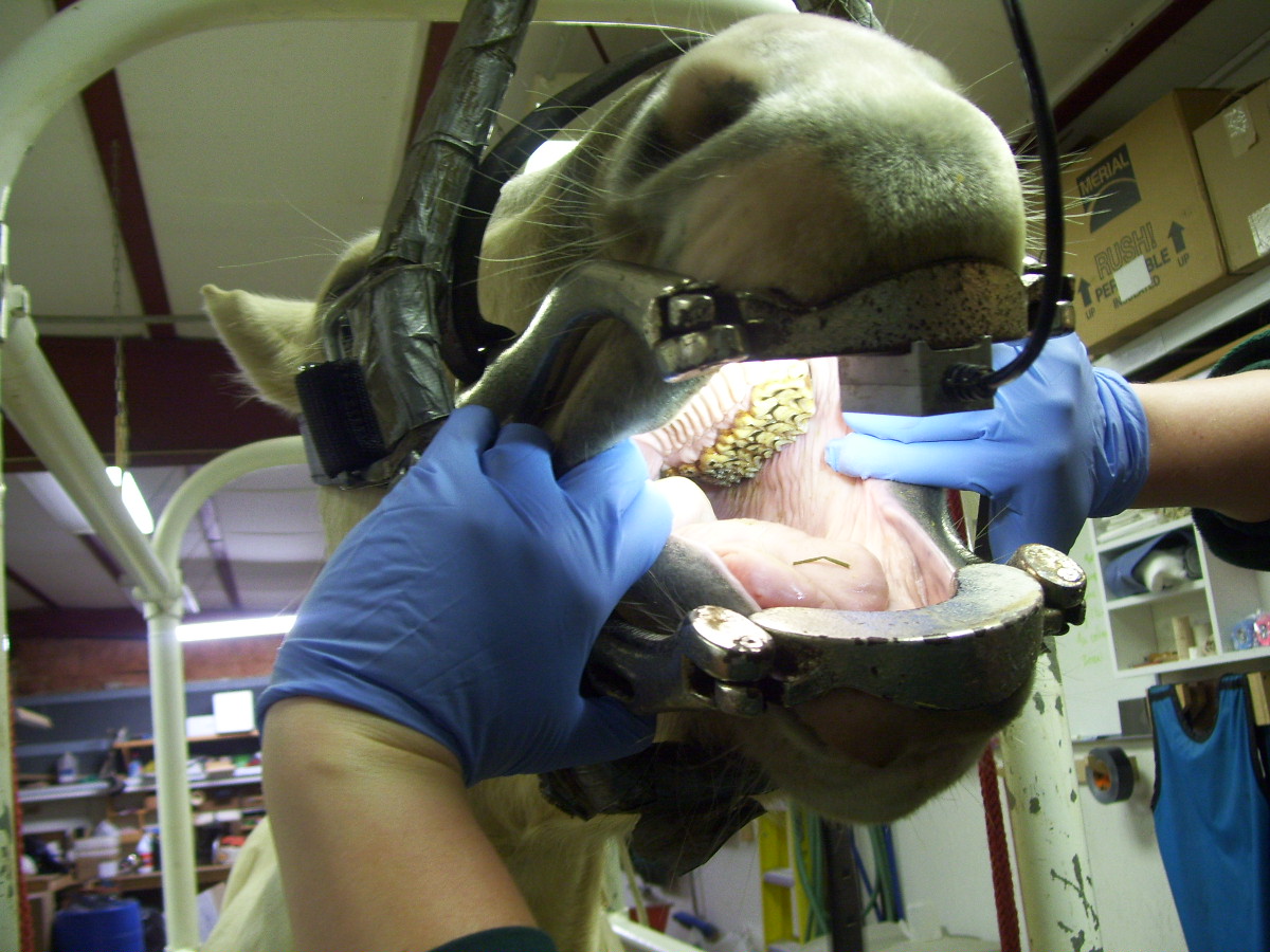 Dental exam for horse