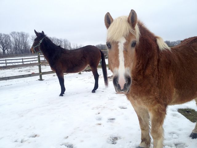 Two horses in snow