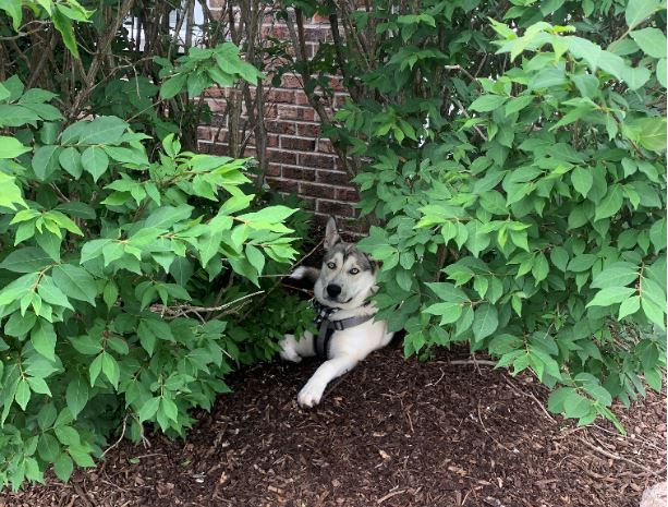 Athens Veterinary Service Inc Athens Wi Poisonous Plants