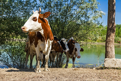 Cows in open area