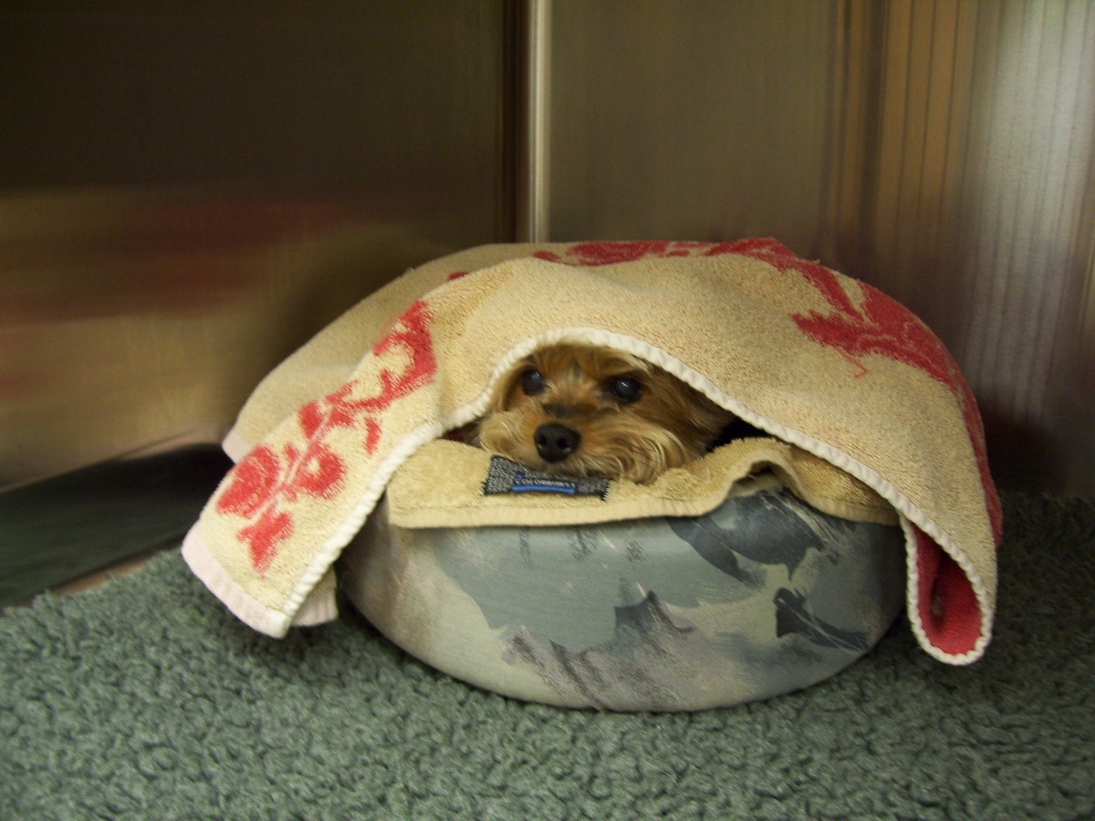 Yorkie in dog bed