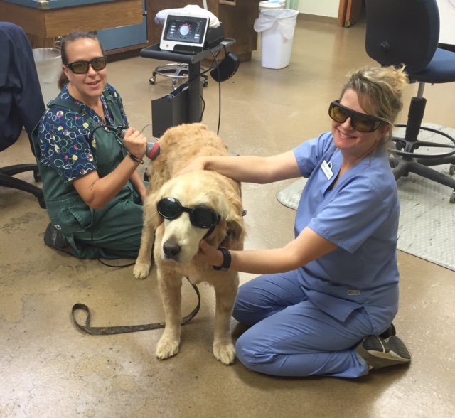 Vet Techs prepping for laser therapy