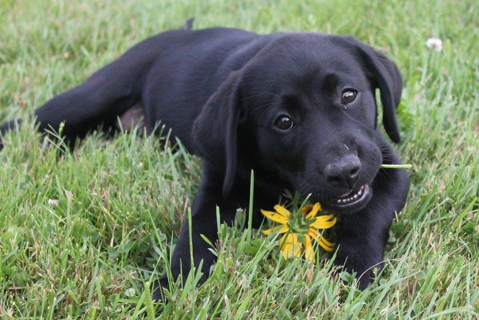 Black puppy in grass holding flower in mouth