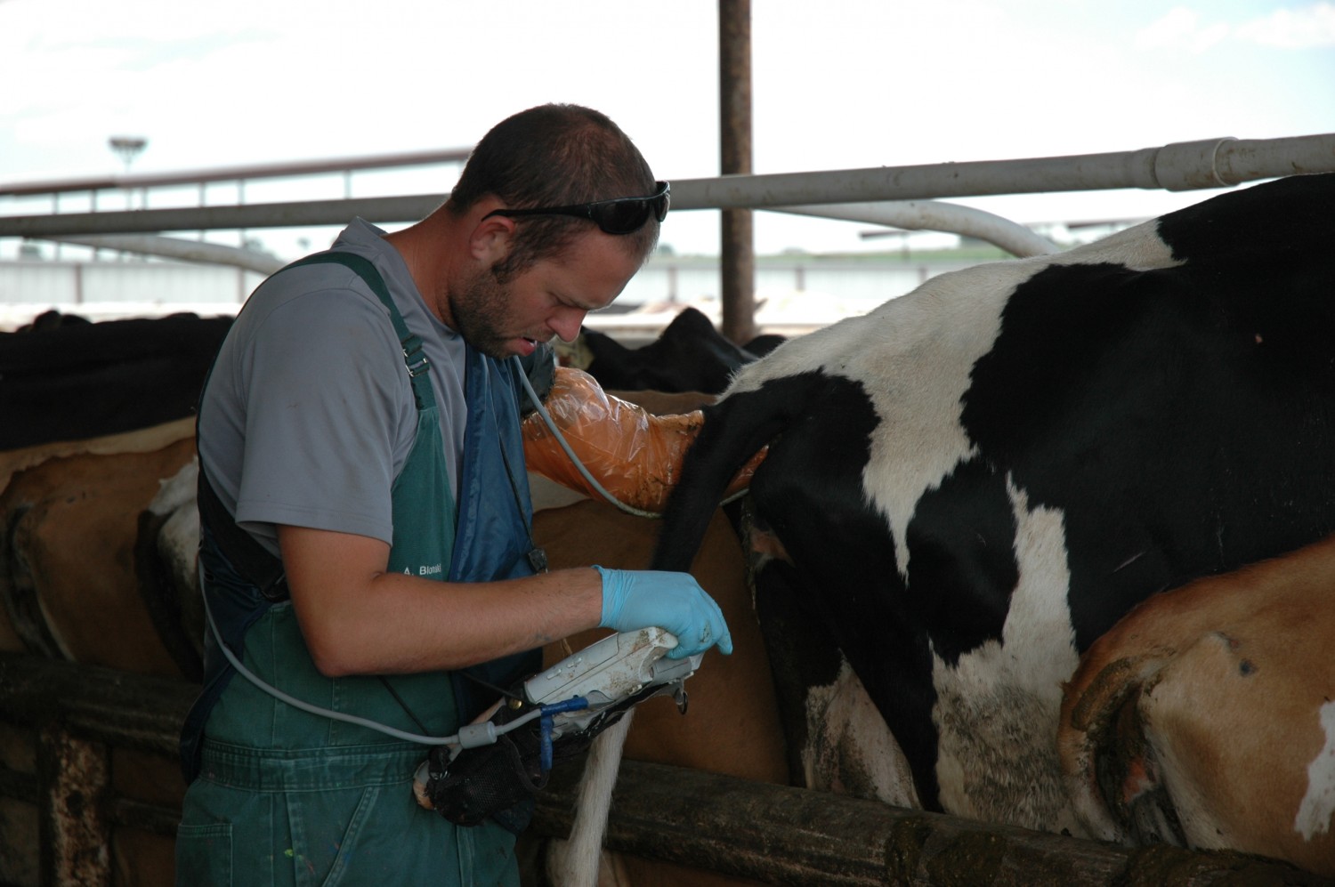 Bovine Ultrasound